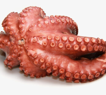 Polpo Marocco