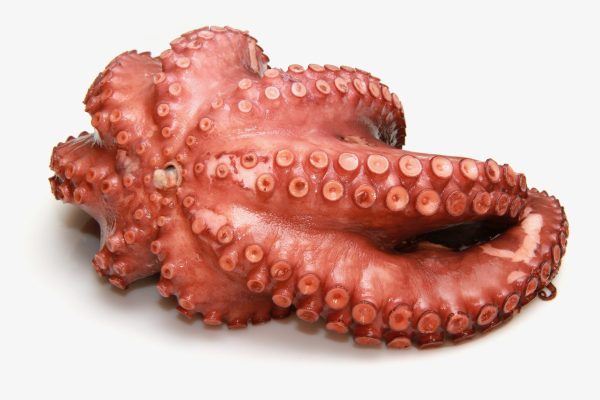 Polpo Marocco