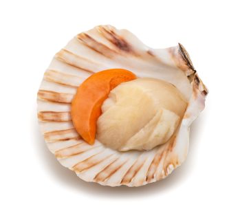 Polpa di Cappasanta atlantica