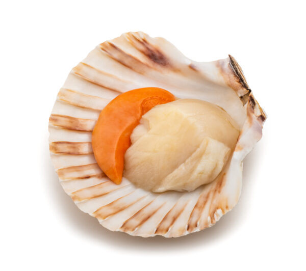 Polpa di Cappasanta atlantica - immagine 5