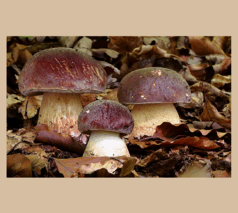 Funghi porcini interi Gran Selezione