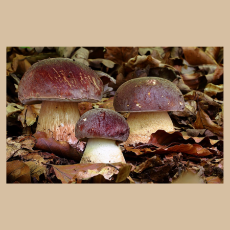 Funghi porcini interi Gran Selezione