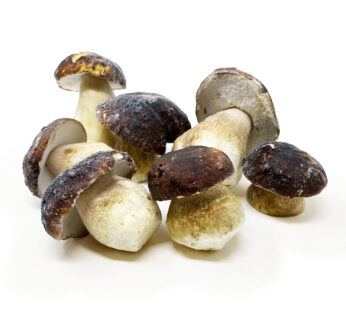 Funghi porcini interi Testa Nera